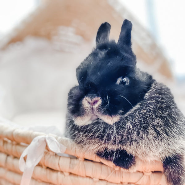 Black & Tan (Black Otter)- Adult - Darla - Female - Netherland Dwarf Rabbit