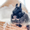 Black & Tan (Black Otter)- Adult - Darla - Female - Netherland Dwarf Rabbit