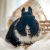 Black & White (Vienna Marked)- Adult - Professor Licorice - Male - Netherland Dwarf Rabbit