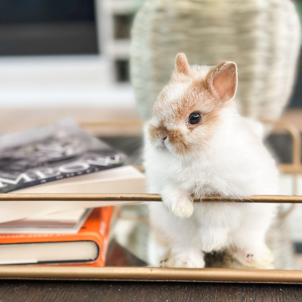 Broken Orange (white/orange) - XS - 07/08/25 - Prince Doodlebug - Male - Netherland Dwarf Rabbit