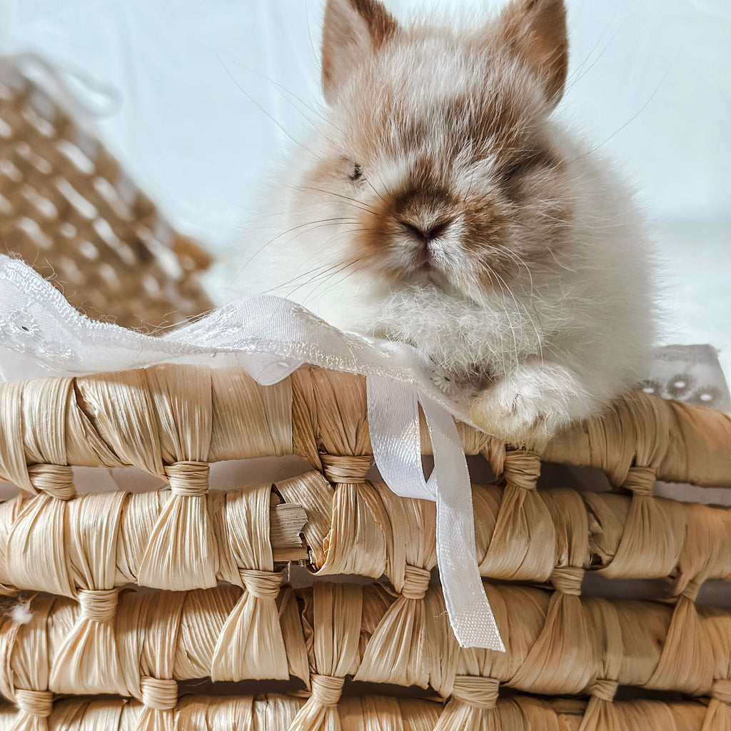 Broken Orange (white/orange) - XS - 07/08/25 - Prince Doodlebug - Male - Netherland Dwarf Rabbit