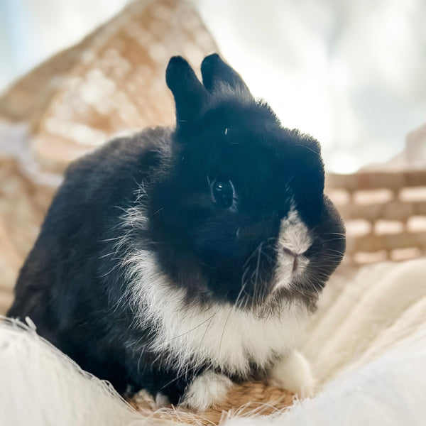Black & White (Vienna Marked)- Adult - Professor Licorice - Male - Netherland Dwarf Rabbit