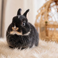 MOCHI - FEMALE
