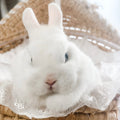VANILLA BEAN - FEMALE