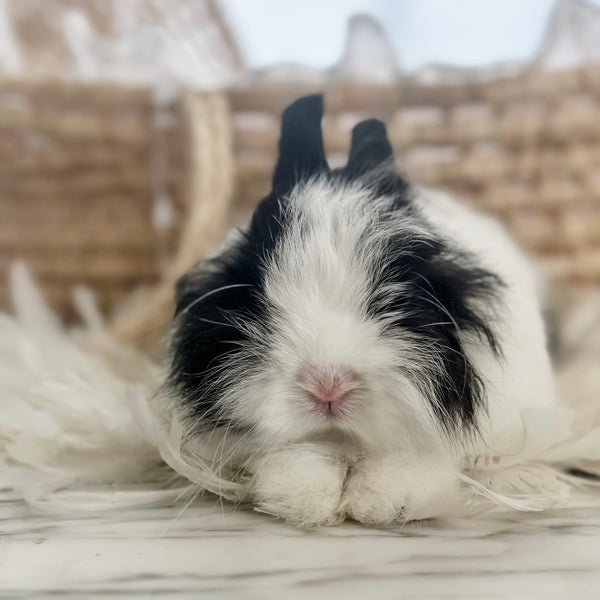 Black & White (VM) - Adult - Lady Double Stuff - Female - Fuzzy Netherland Dwarf Rabbit