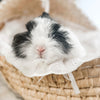 Black & White (VM) - Adult - Lady Double Stuff - Female - Fuzzy Netherland Dwarf Rabbit
