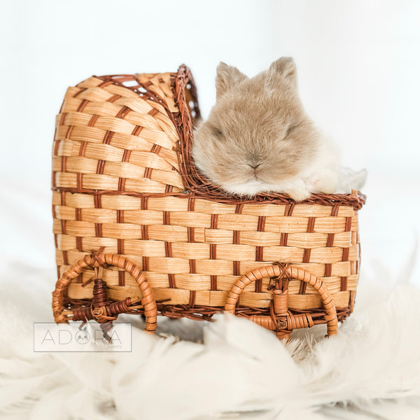 Broken Tort (white/mocha) - 10/17/25 - Warden Walnut - Male - Netherland Dwarf Rabbit