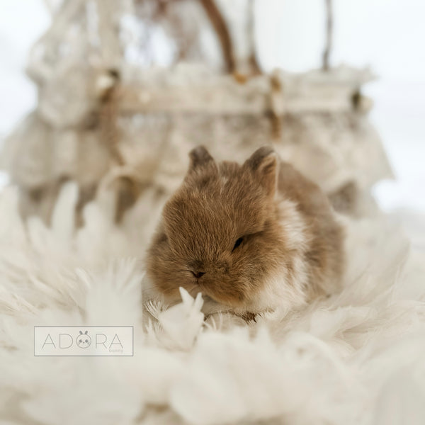 Broken Tort (white/mocha) - 10/17/25 - Warden Walnut - Male - Netherland Dwarf Rabbit