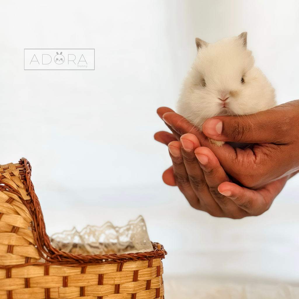 BABY MOCHI - MALE