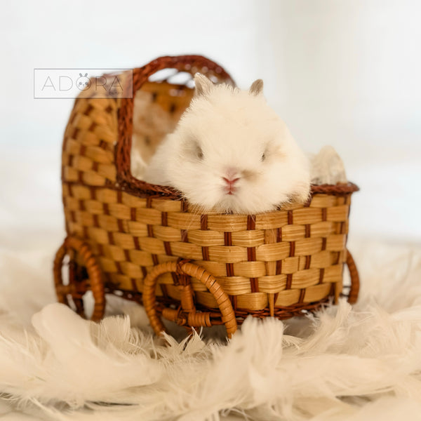 Broken Fawn (white/light orange) - 10/17/25 - Baby Mochi - Male - Netherland Dwarf Rabbit