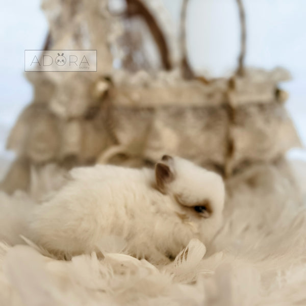 Broken Fawn (white/light orange) - 10/17/25 - Baby Mochi - Male - Netherland Dwarf Rabbit