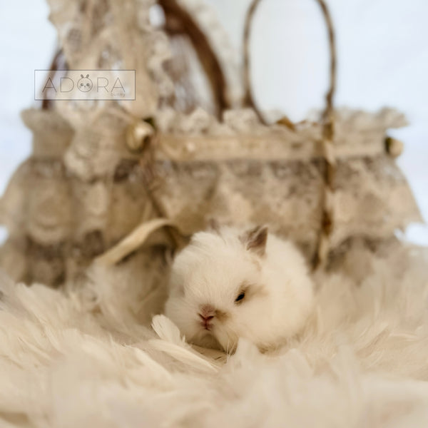 Broken Fawn (white/light orange) - 10/17/25 - Baby Mochi - Male - Netherland Dwarf Rabbit