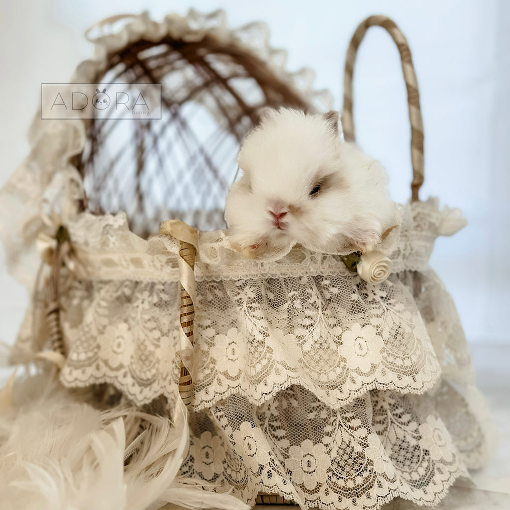 BABY MOCHI - MALE