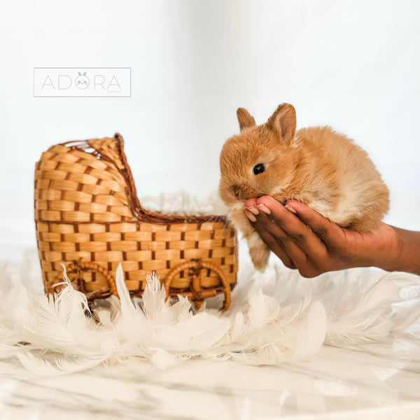 Orange - 10/16/25 - Captain Crunch - Male - Netherland Dwarf Rabbit