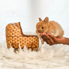 Orange - 10/16/25 - Captain Crunch - Male - Netherland Dwarf Rabbit