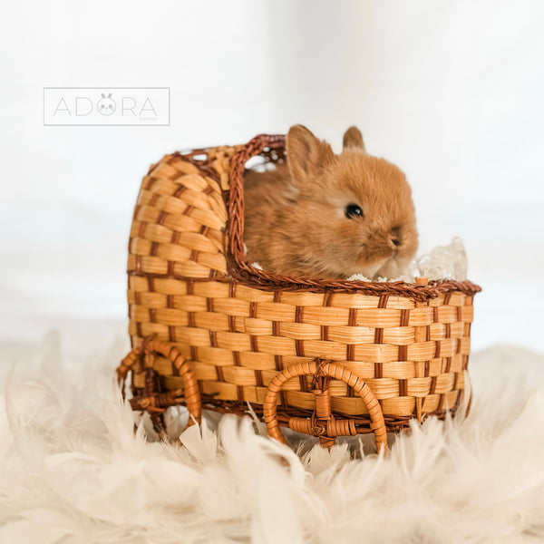 Orange - 10/16/25 - Captain Crunch - Male - Netherland Dwarf Rabbit