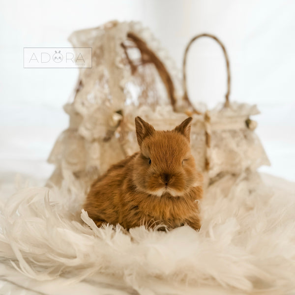 Orange - 10/16/25 - Captain Crunch - Male - Netherland Dwarf Rabbit