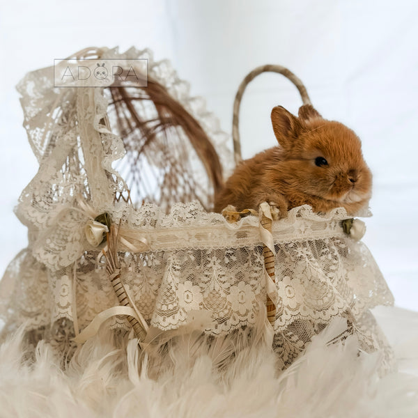 Orange - 10/16/25 - Captain Crunch - Male - Netherland Dwarf Rabbit