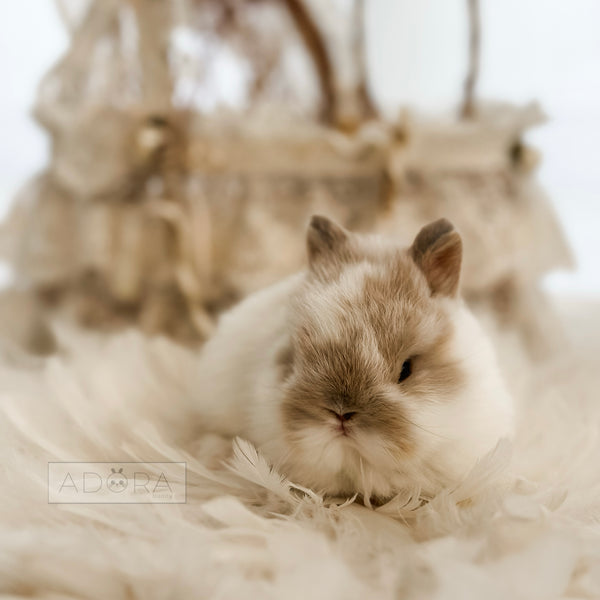 Broken Fawn (white/light orange) - 10/16/25 - Mister Sprinkles - Male - Netherland Dwarf Rabbit