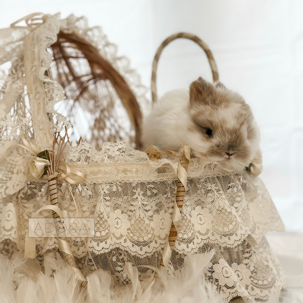 Broken Fawn (white/light orange) - 10/16/25 - Mister Sprinkles - Male - Netherland Dwarf Rabbit