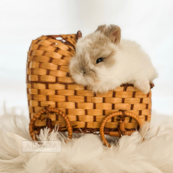 Broken Fawn (white/light orange) - 10/16/25 - Mister Sprinkles - Male - Netherland Dwarf Rabbit