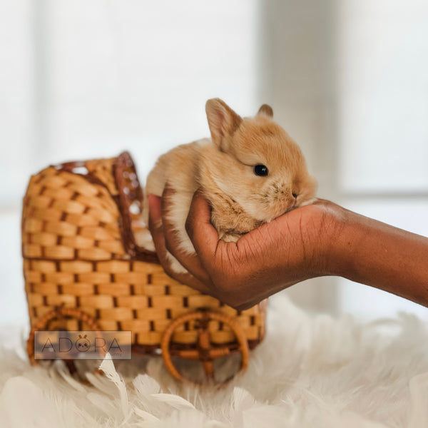 Orange - 10/17/25 - Colonel Peanut - Male - Netherland Dwarf Rabbit