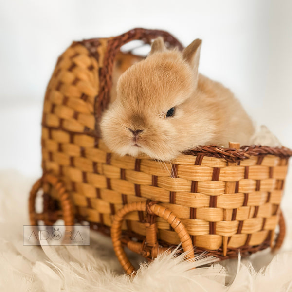 Orange - 10/17/25 - Colonel Peanut - Male - Netherland Dwarf Rabbit