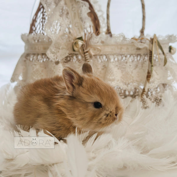 Orange - 10/17/25 - Colonel Peanut - Male - Netherland Dwarf Rabbit