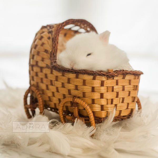 Blue Eyed White (BEW) - 10/15/25 - Prince Niblet - Male - Netherland Dwarf Rabbit