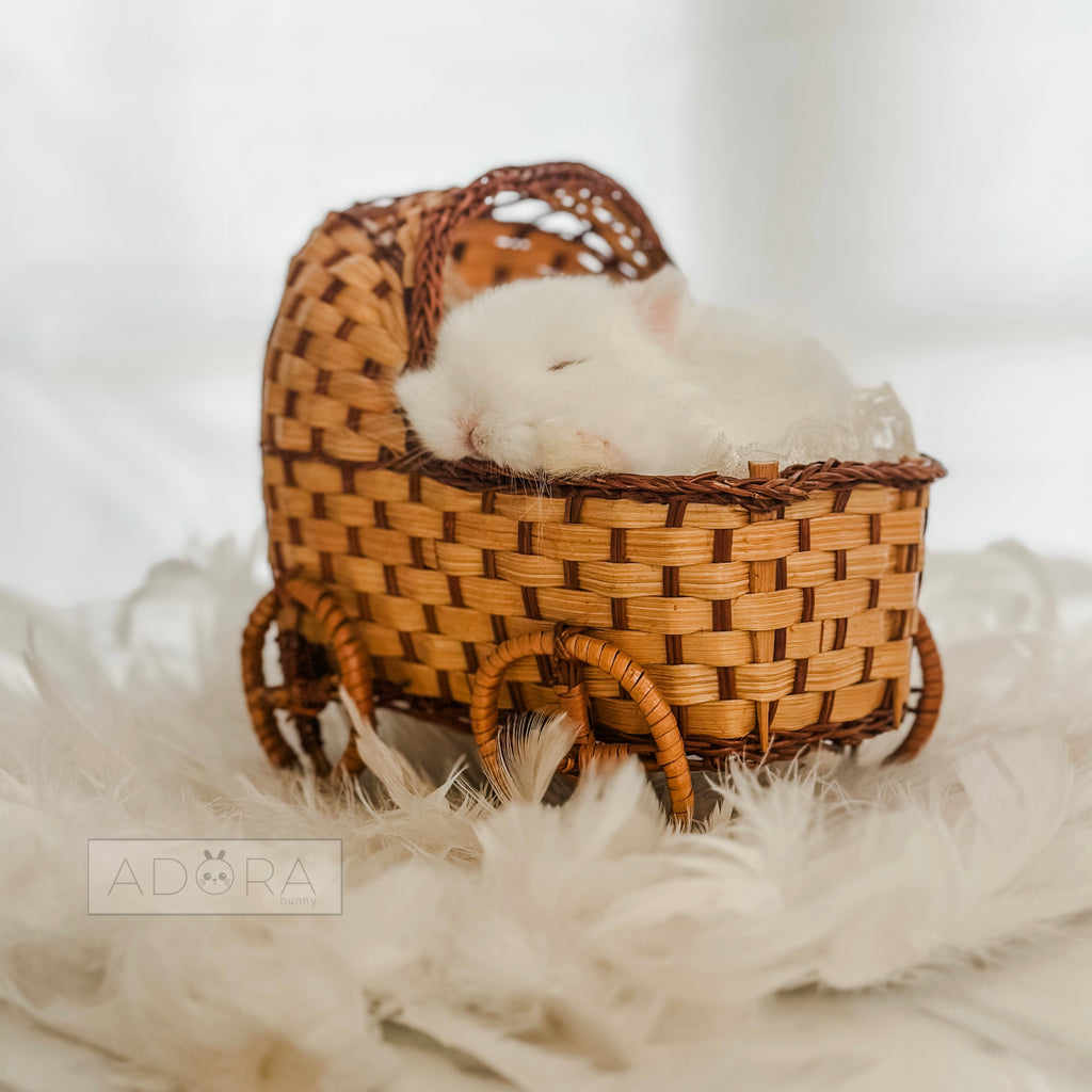 PRINCE NIBLET - MALE
