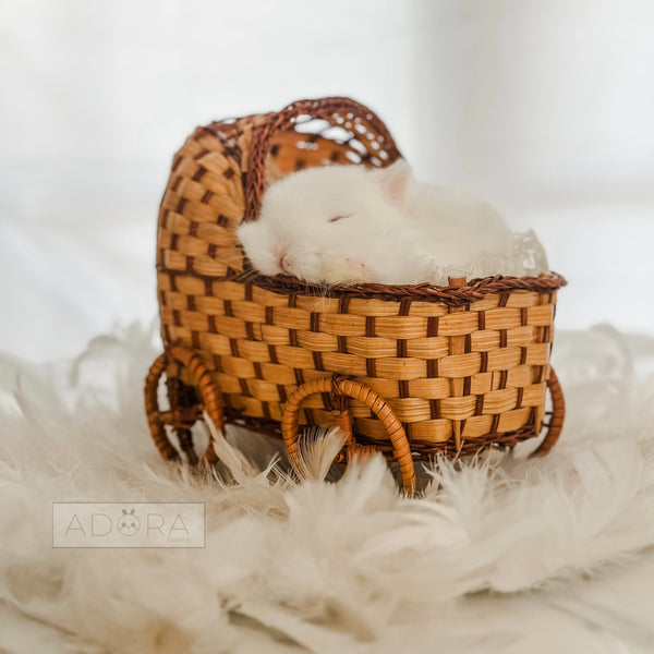 Blue Eyed White (BEW) - 10/15/25 - Prince Niblet - Male - Netherland Dwarf Rabbit