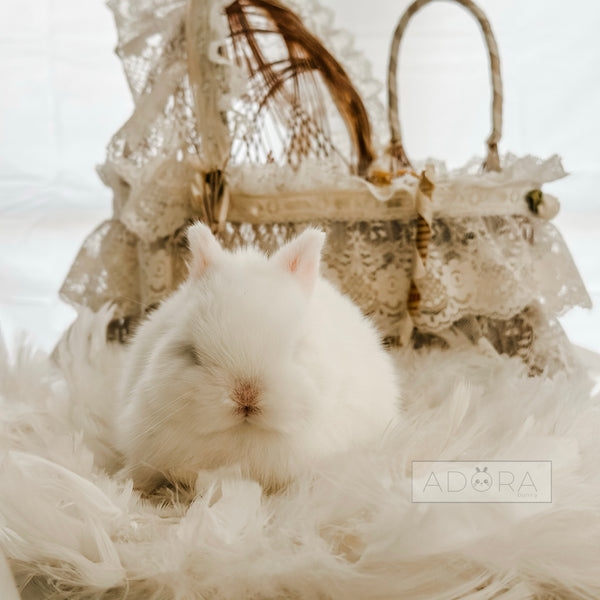 Blue Eyed White (BEW) - 10/15/25 - Prince Niblet - Male - Netherland Dwarf Rabbit