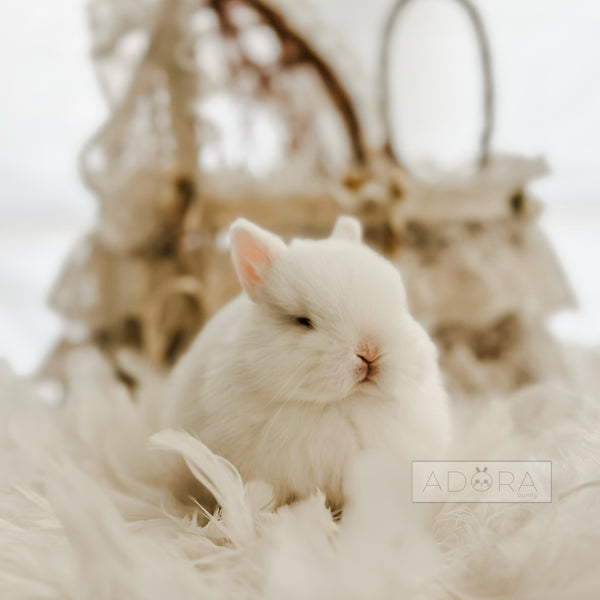 Blue Eyed White (BEW) - 10/15/25 - Prince Niblet - Male - Netherland Dwarf Rabbit