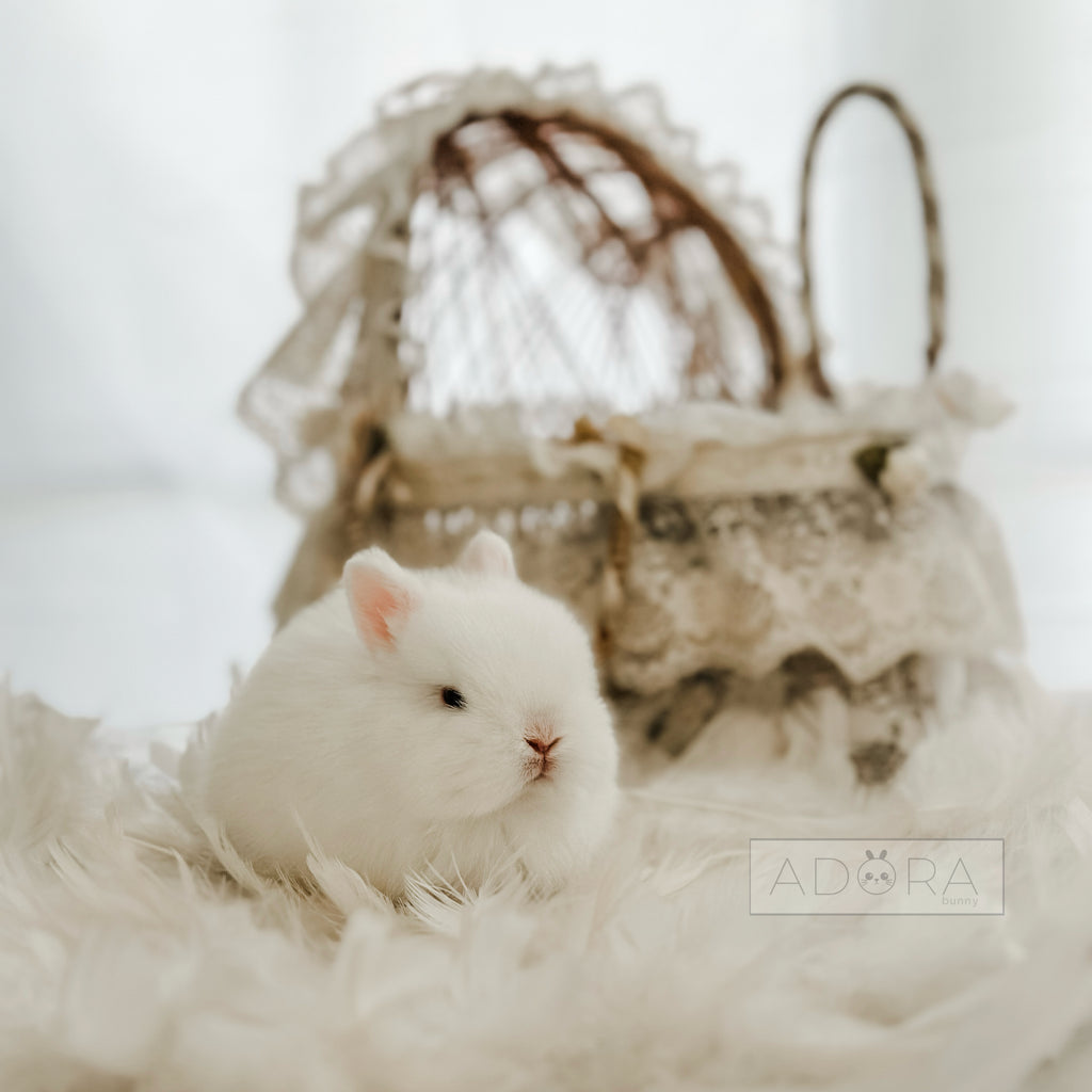PRINCE NIBLET - MALE