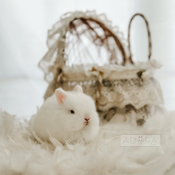 Blue Eyed White (BEW) - 10/15/25 - Prince Niblet - Male - Netherland Dwarf Rabbit