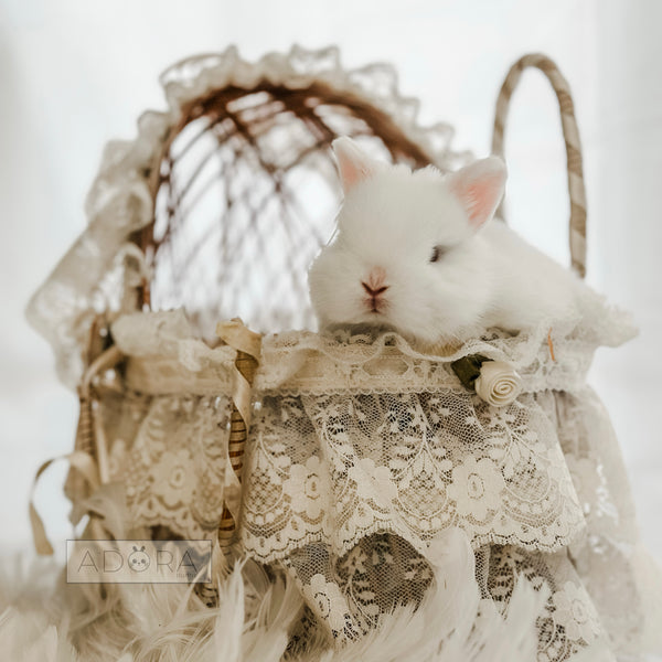 Blue Eyed White (BEW) - 10/15/25 - Prince Niblet - Male - Netherland Dwarf Rabbit