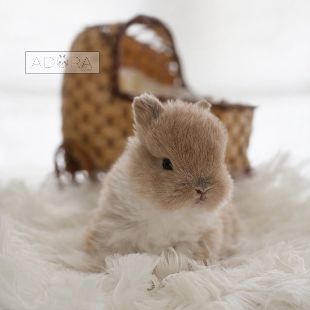 MISTER MISO - MALE