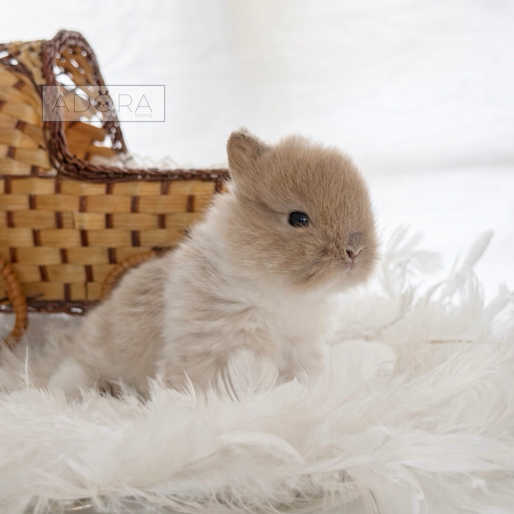 MISTER MISO - MALE
