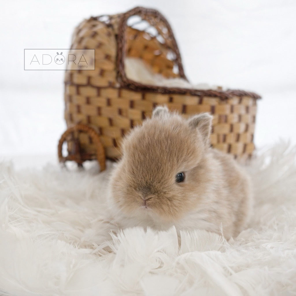 MISTER MISO - MALE