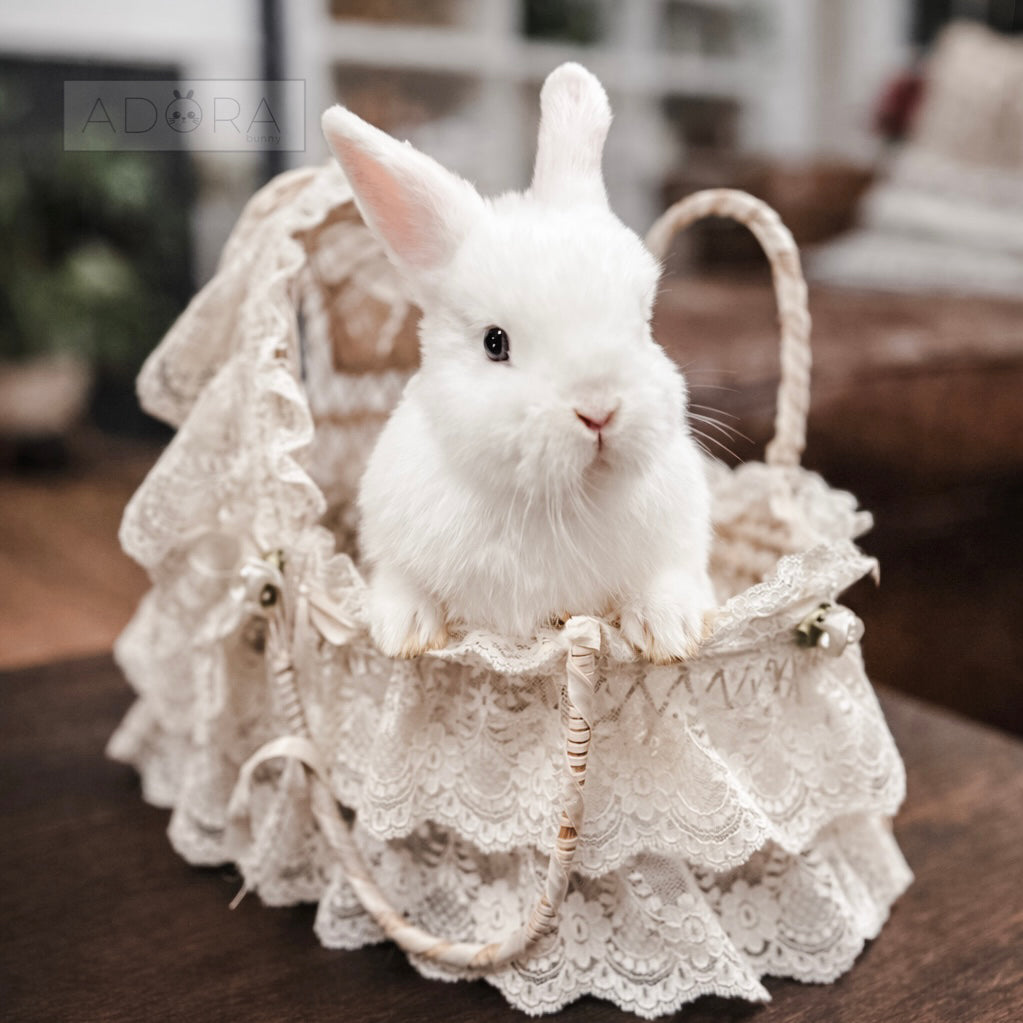 SIR PEPPERMINT - MALE