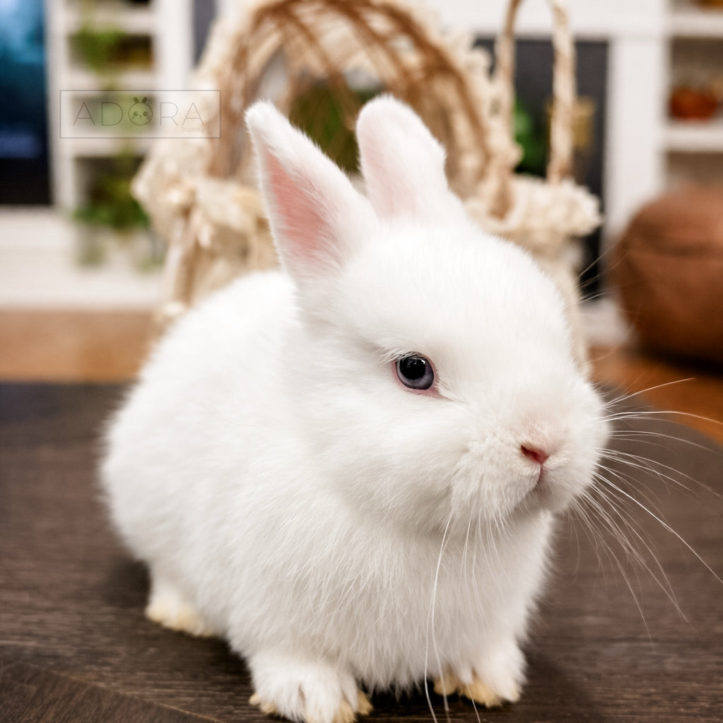 SIR PEPPERMINT - MALE