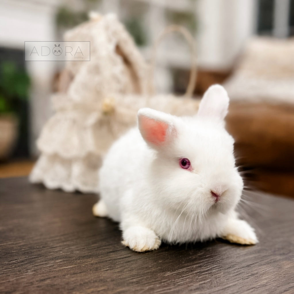 LADY RED VELVET - FEMALE