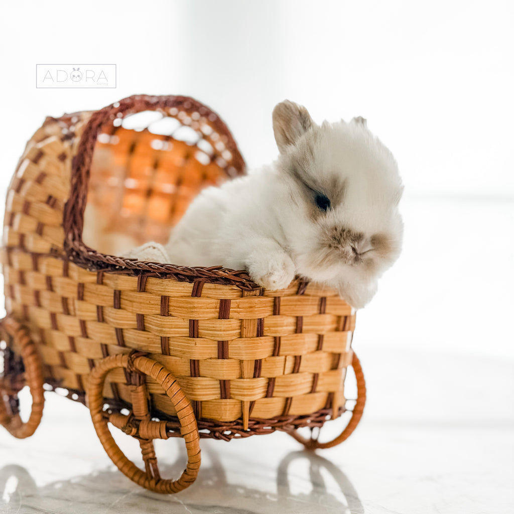 CINNABUN - FEMALE