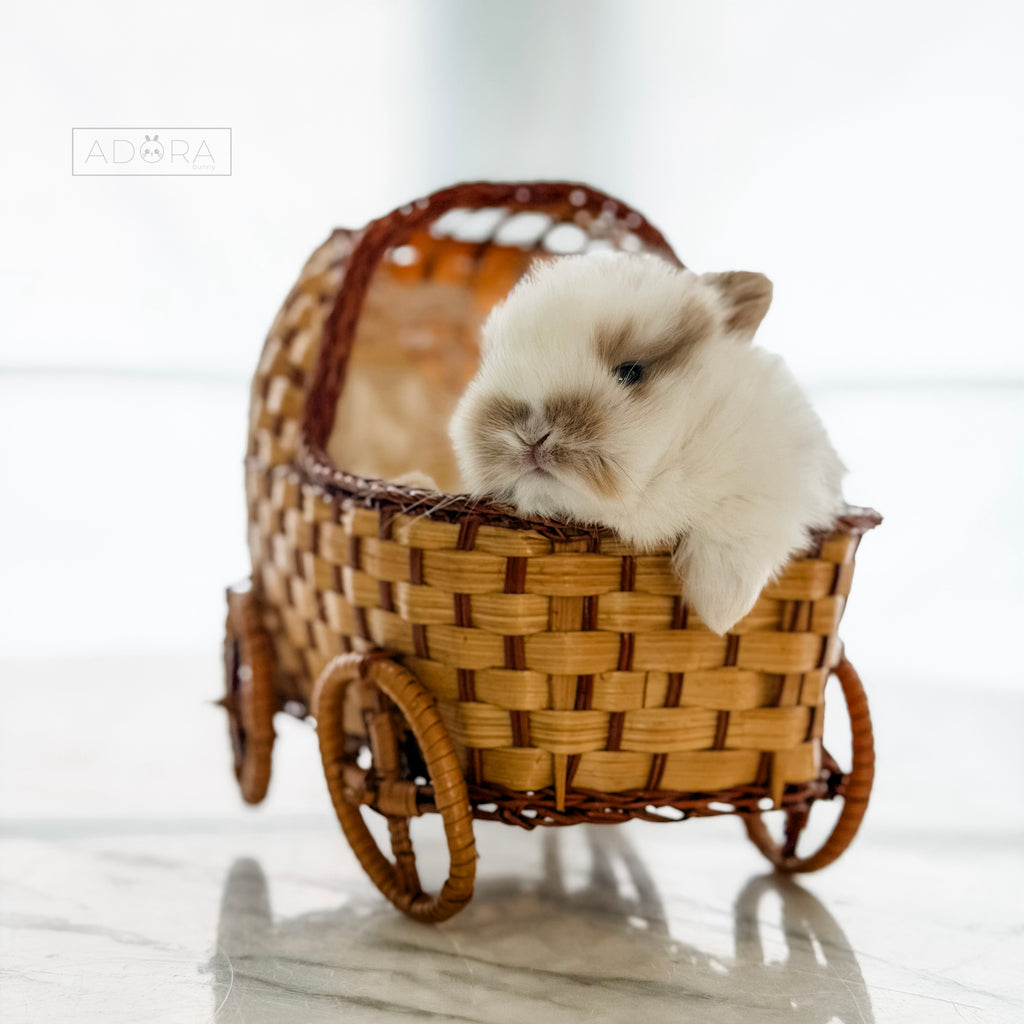 CINNABUN - FEMALE