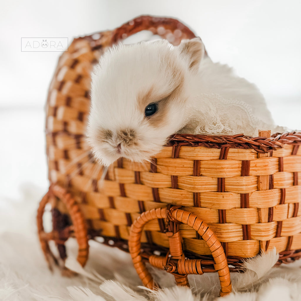 CINNABUN - FEMALE