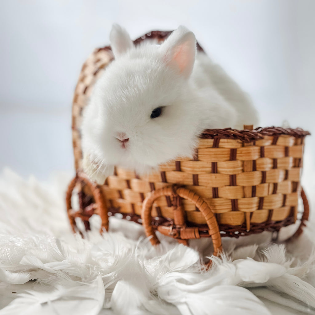 SIR PEPPERMINT - MALE