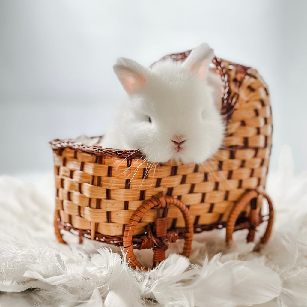 SIR PEPPERMINT - MALE