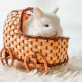 MADAM MARSHMALLOW - FEMALE