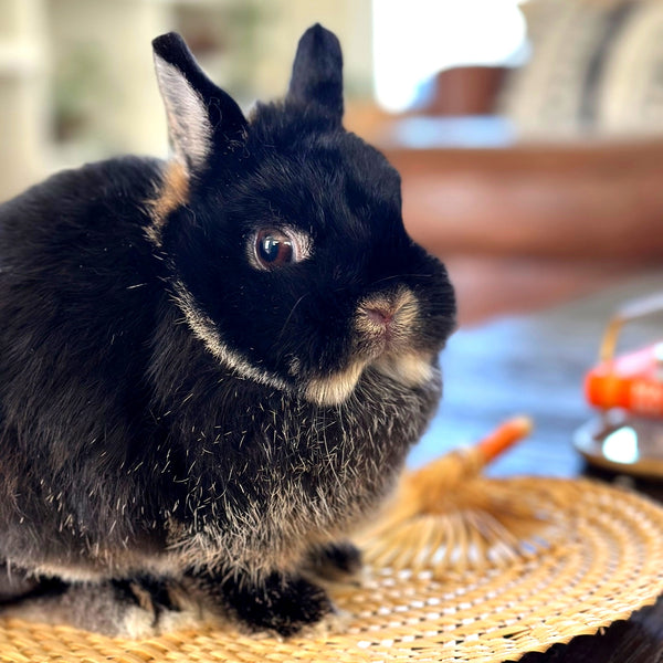 Black & Tan (Black Otter)- Adult - Darla - Female - Netherland Dwarf Rabbit