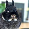 Black & Tan (Black Otter)- Adult - Darla - Female - Netherland Dwarf Rabbit